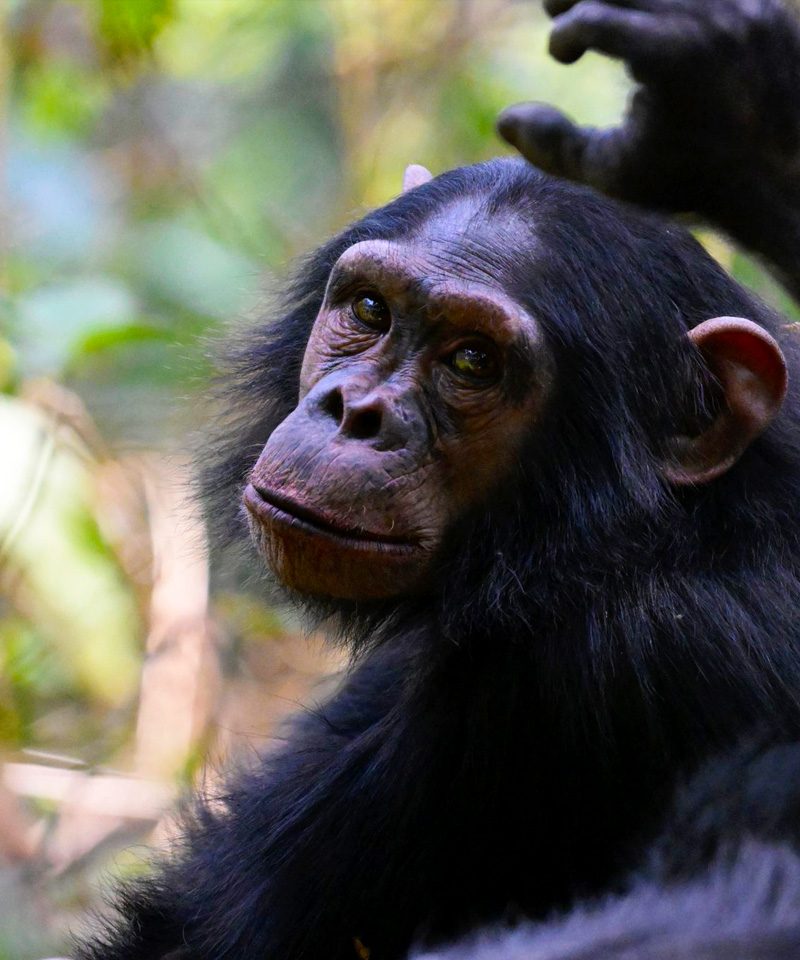 2-days-nyungwe-chimpanzee-trekking-tour