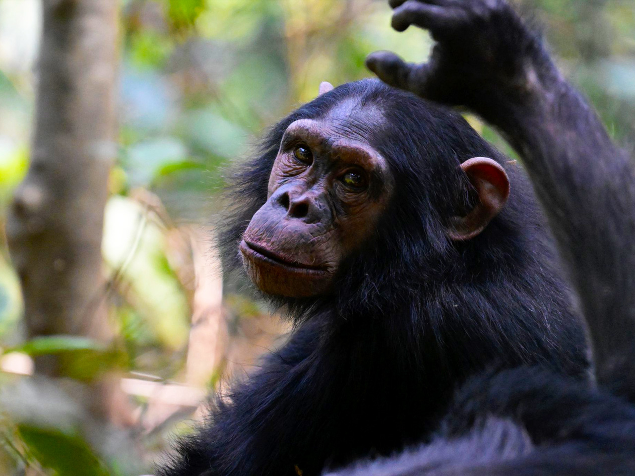 2-days-nyungwe-chimpanzee-trekking-tour