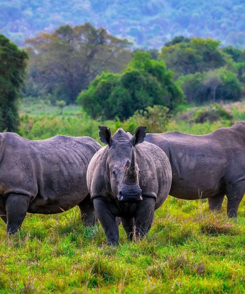 3-days-akagera-wildlife-safari