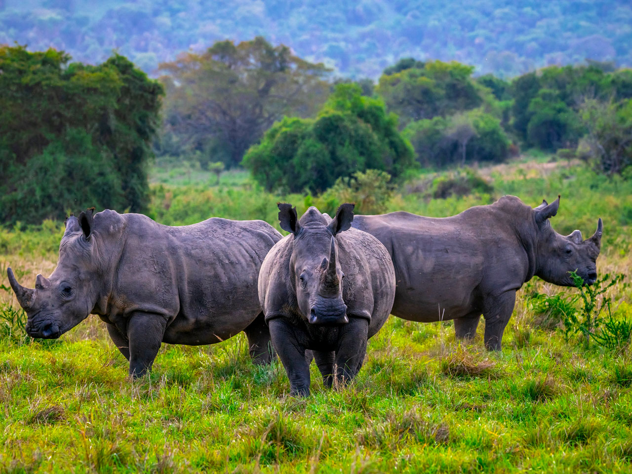 3-days-akagera-wildlife-safari