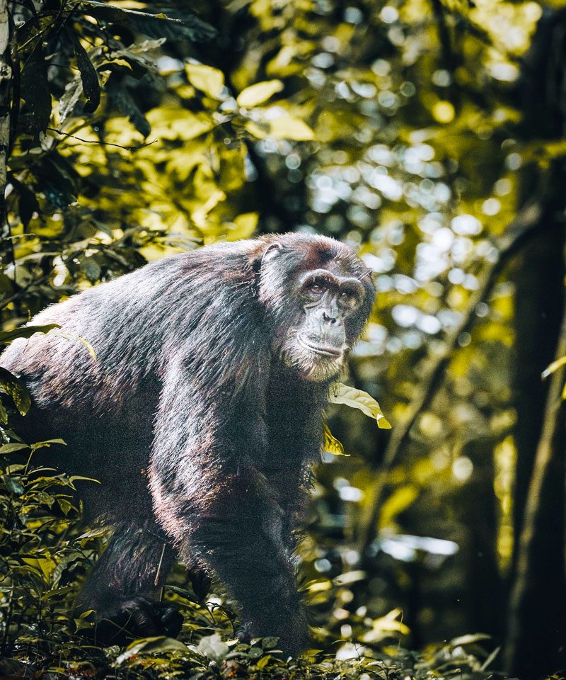 3-days-kibale-chimpanzee-tracking-tour