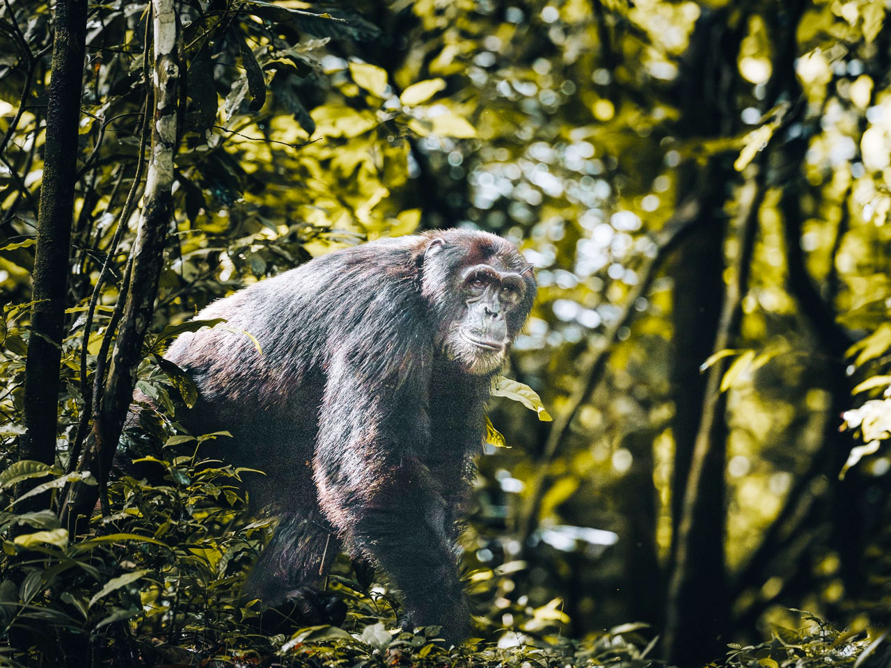 3-days-kibale-chimpanzee-tracking-tour