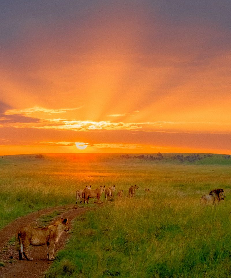 3-days-masai-mara-safari