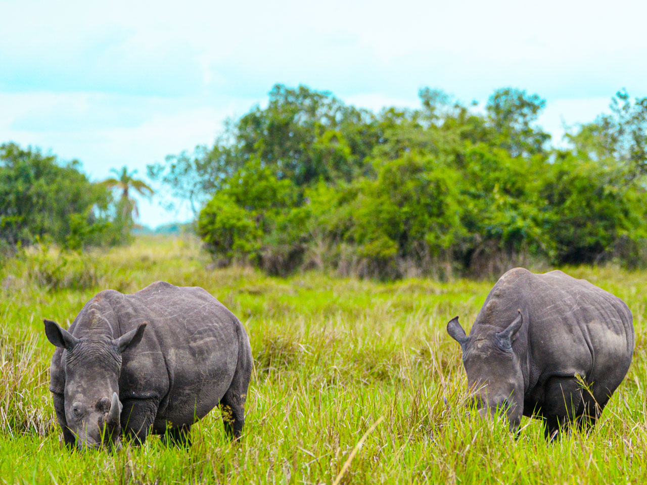 3-days-murchison-falls-rhino-tracking-tour