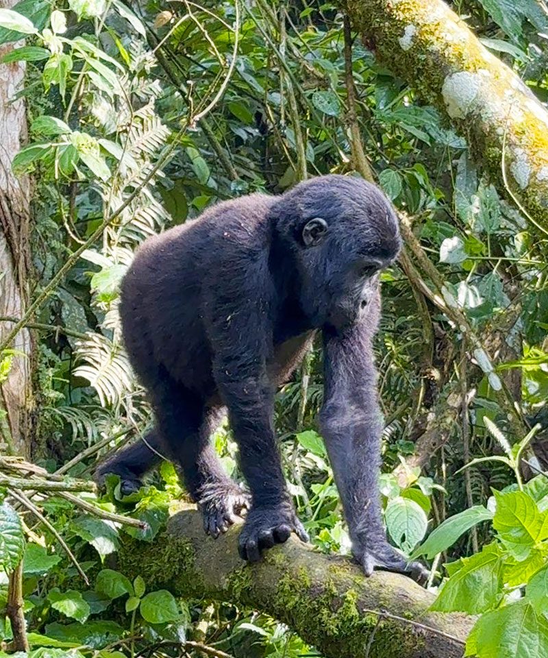 3-days-uganda-gorilla-trekking-safari