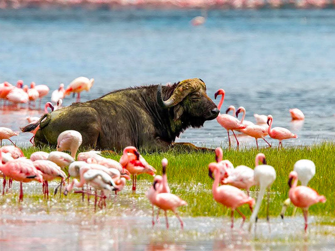 4-days-masai-mara-lake-nakuru-safari