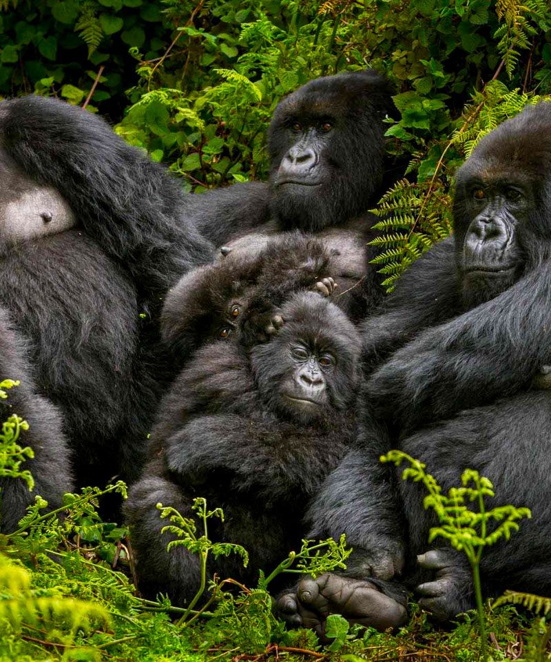 4-days-rwanda-gorilla-trekking-safari