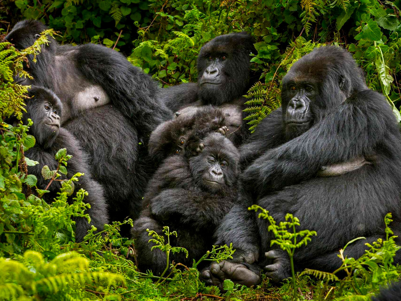 4-days-rwanda-gorilla-trekking-safari