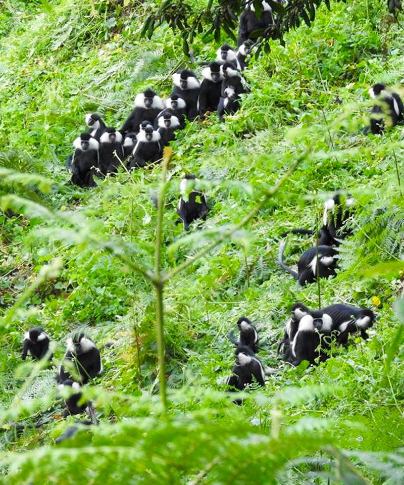 5-days-nyungwe-forest-tour