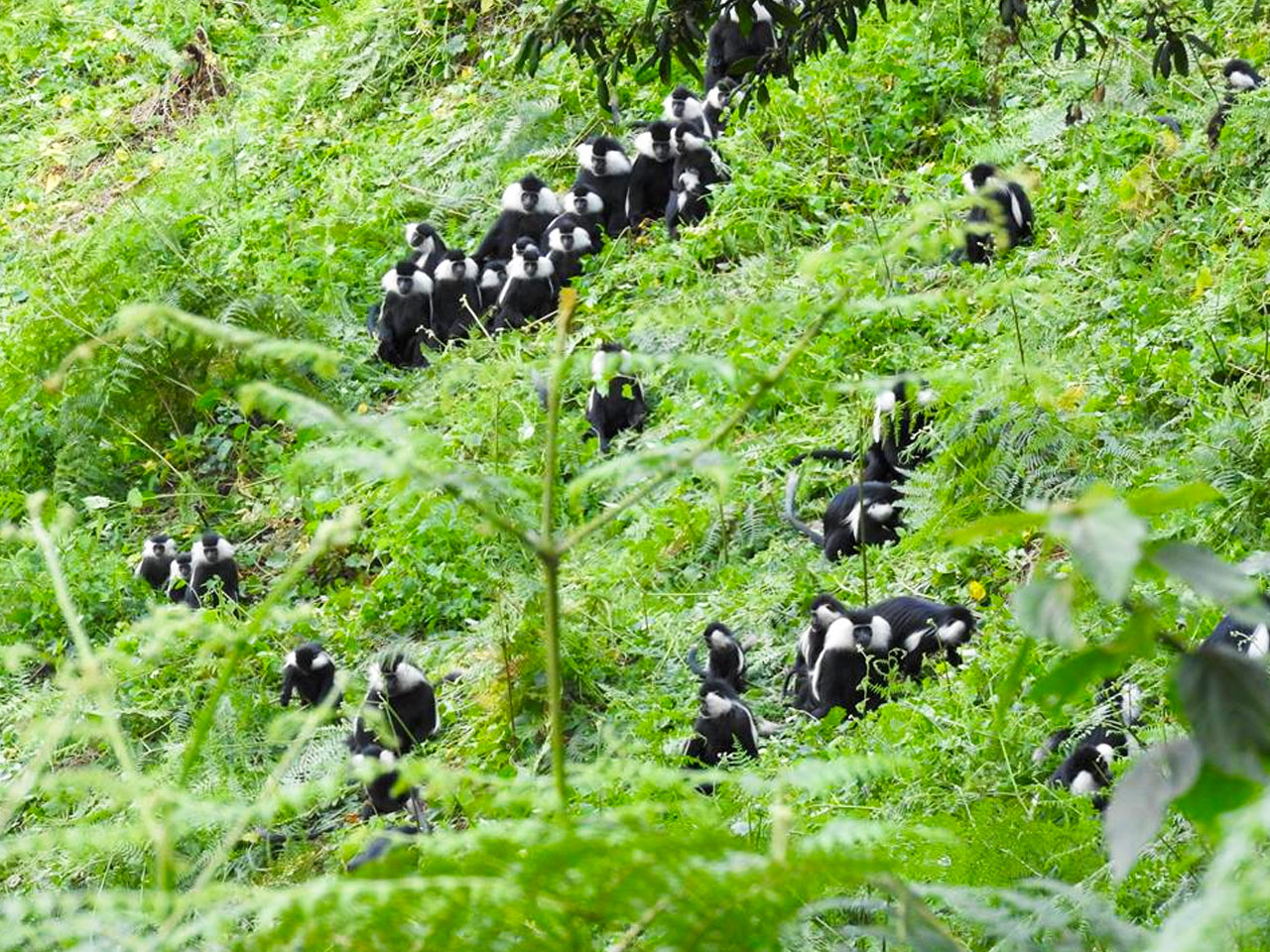 5-days-nyungwe-forest-tour