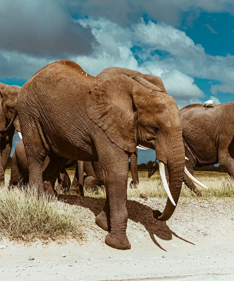 6-days-masai-mara-lake-nakuru-amboseli