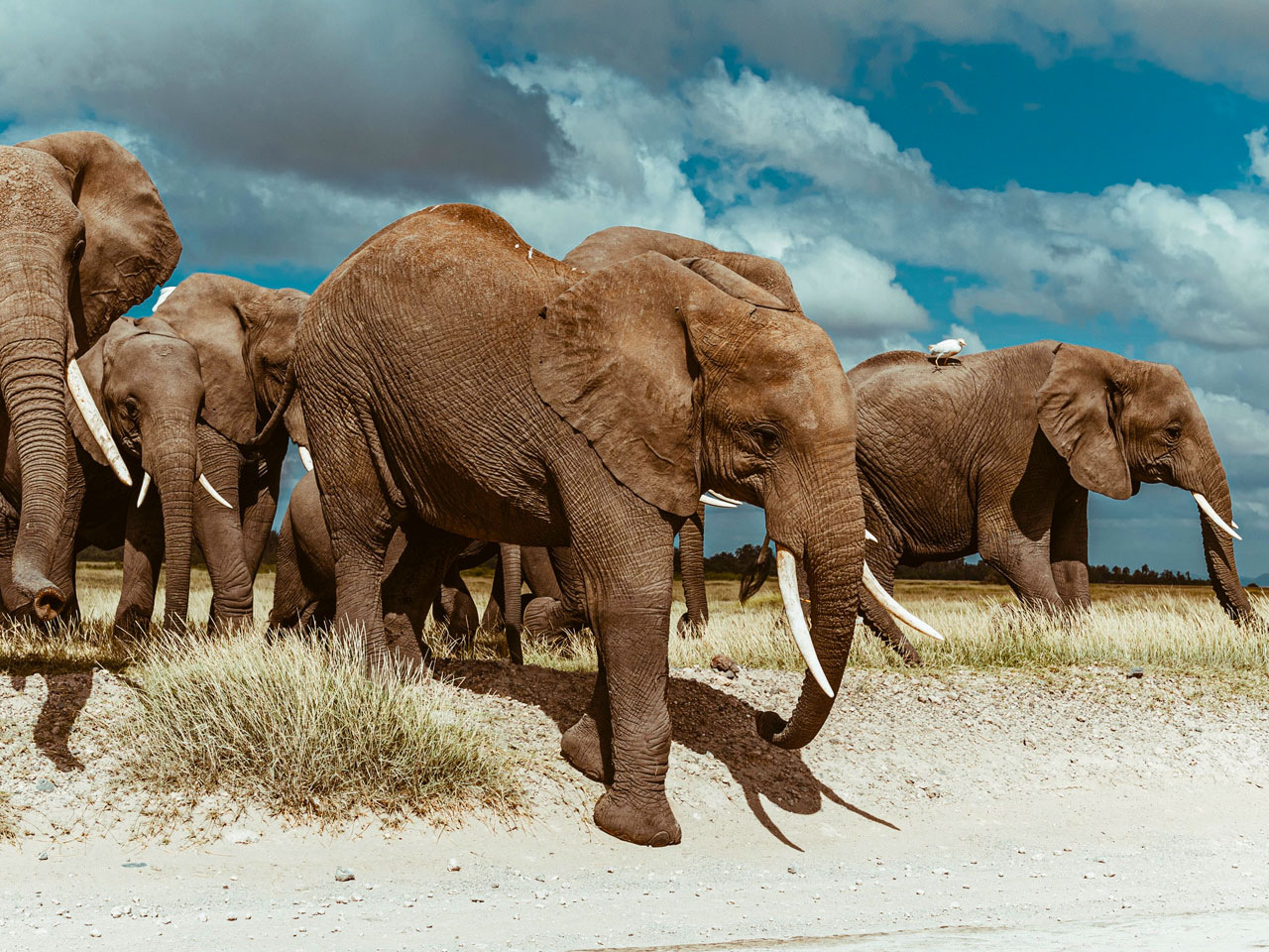 6-days-masai-mara-lake-nakuru-amboseli