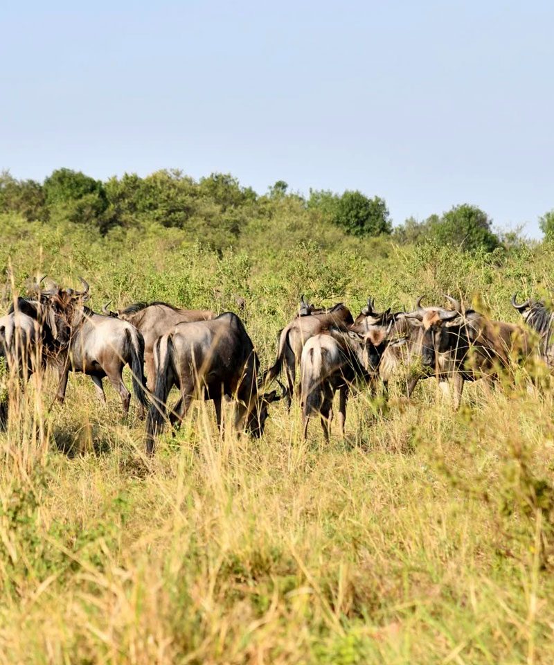 7-days-best-of-kenya-wildlife-safari