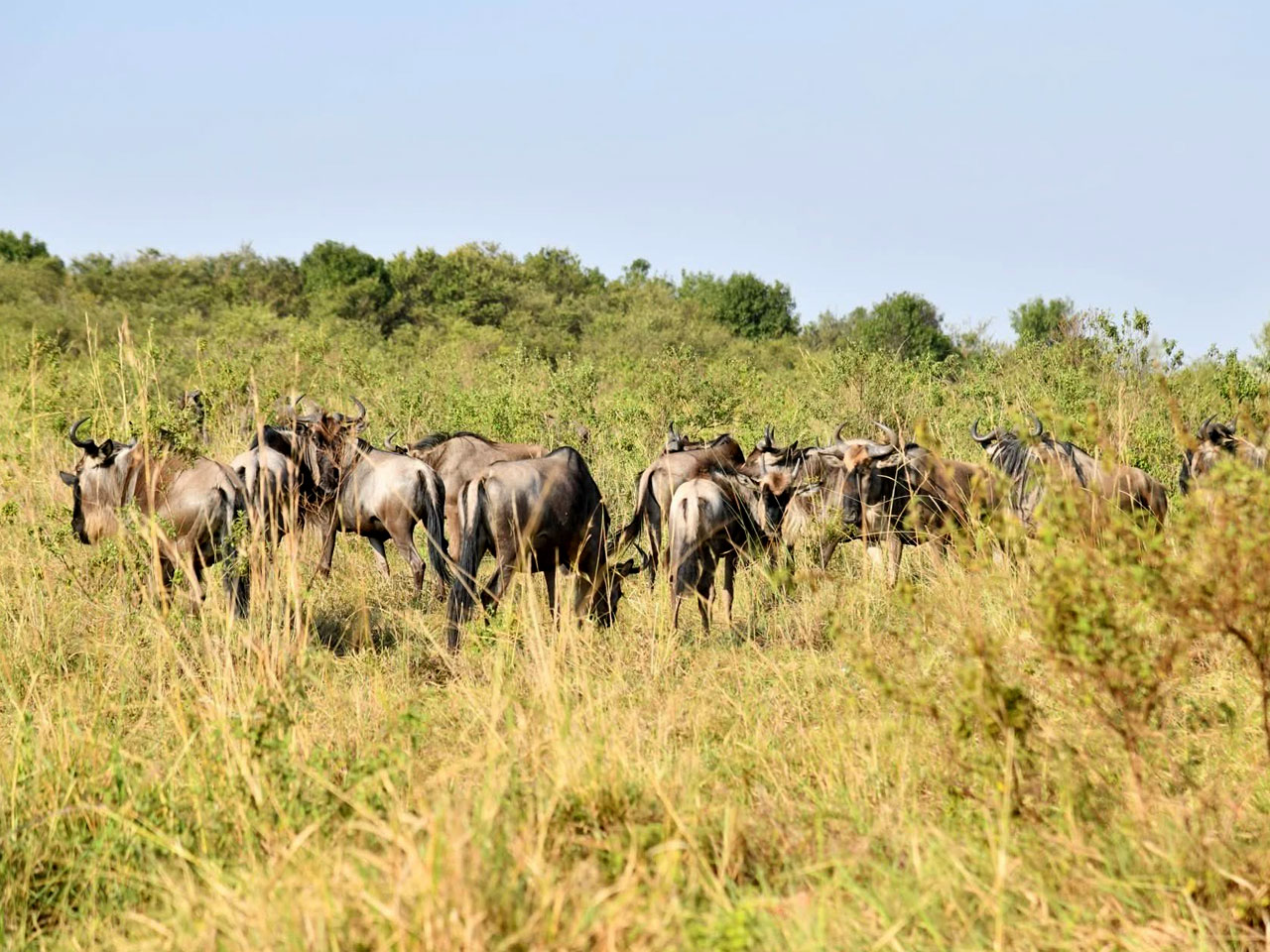 7-days-best-of-kenya-wildlife-safari