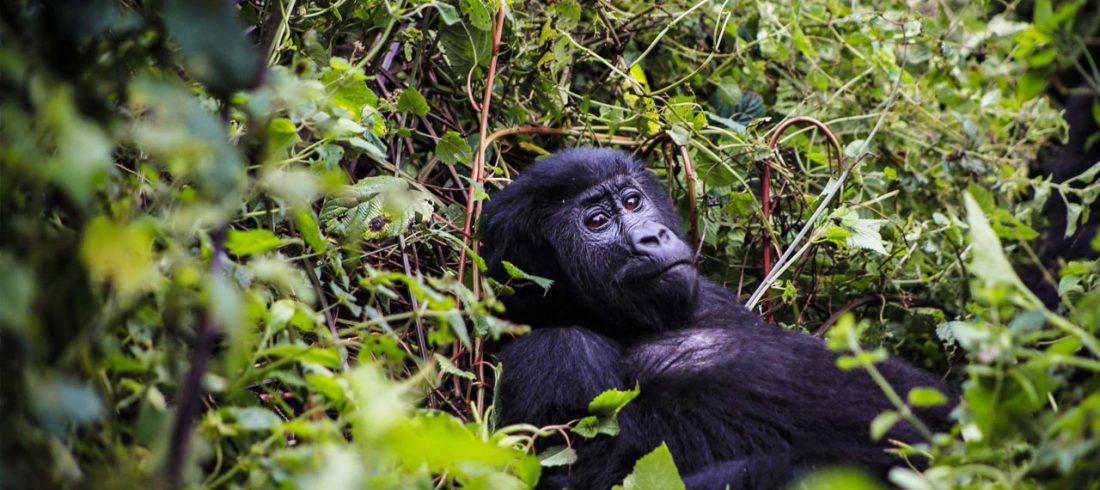 7-days-uganda-gorilla-trekking-tour