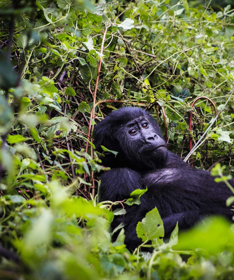 7-days-uganda-gorilla-trekking-tour