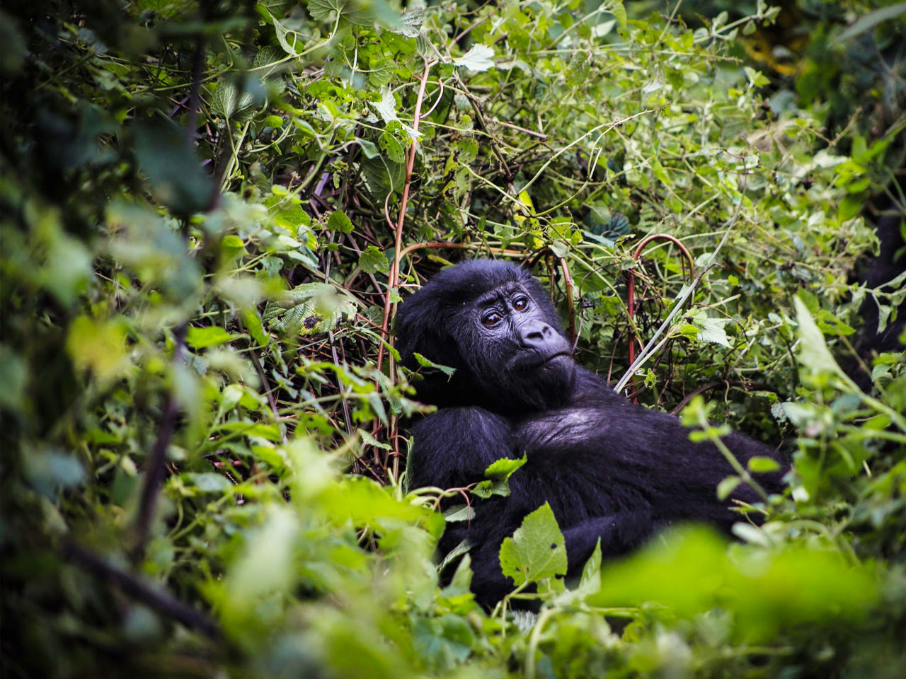 7-days-uganda-gorilla-trekking-tour