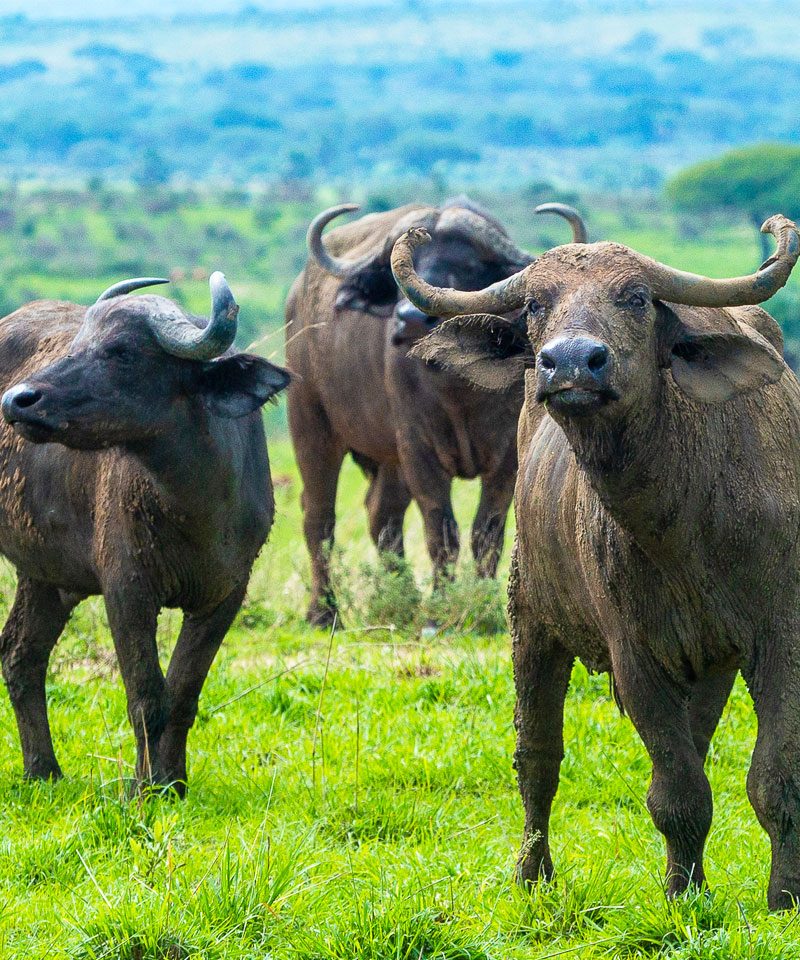 8-days-best-of-uganda-wildlife-safari