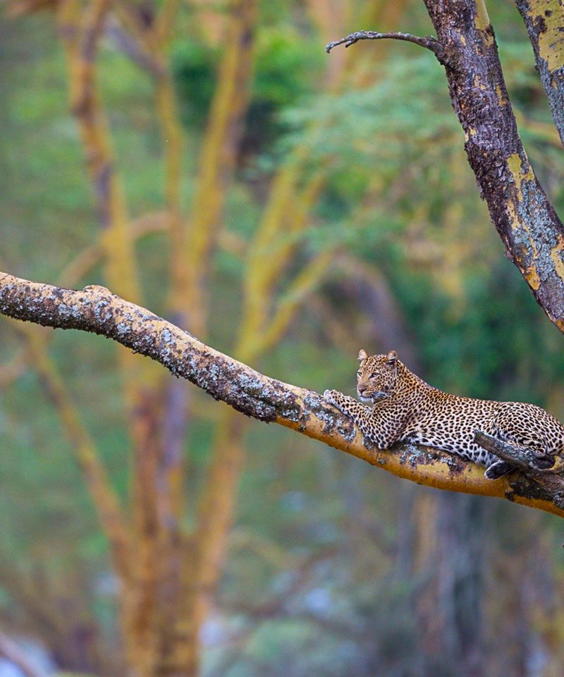 9-days-kenya-big-five-safari