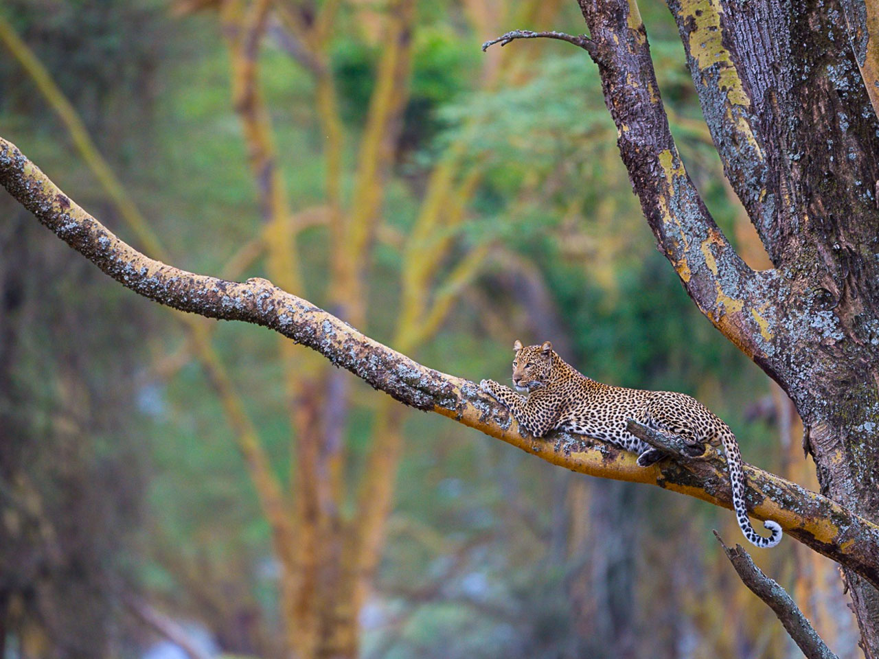 9-days-kenya-big-five-safari