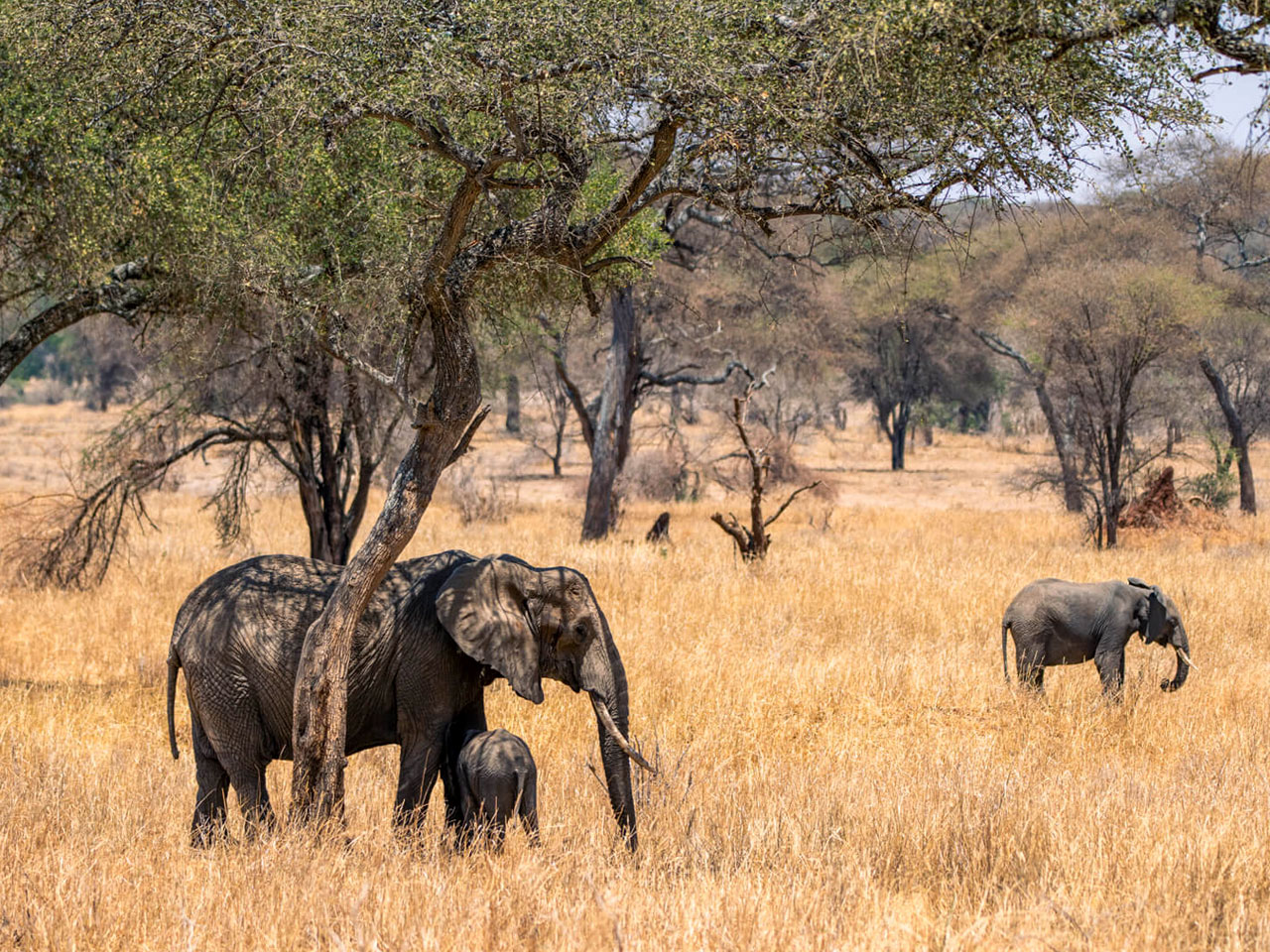 3-days-tarangire-ngorongoro-crater-safari