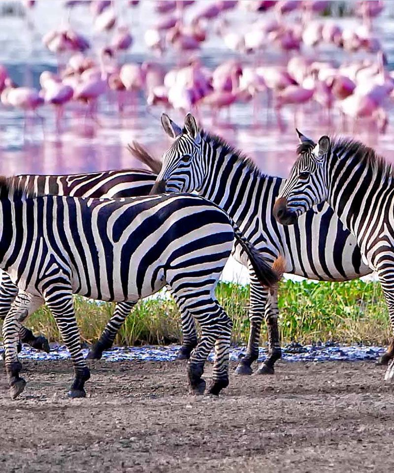 5-days-tanzania-wildlife-safari