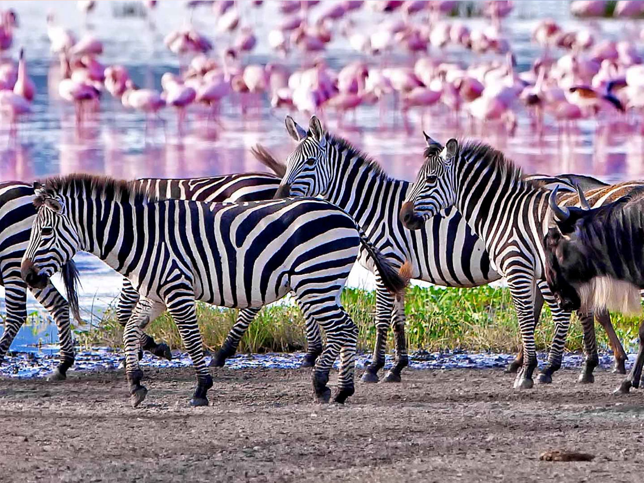 5-days-tanzania-wildlife-safari