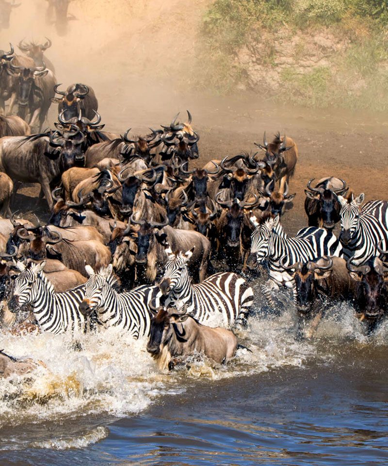 7-days-tanzania-wildebeest-migration-safari