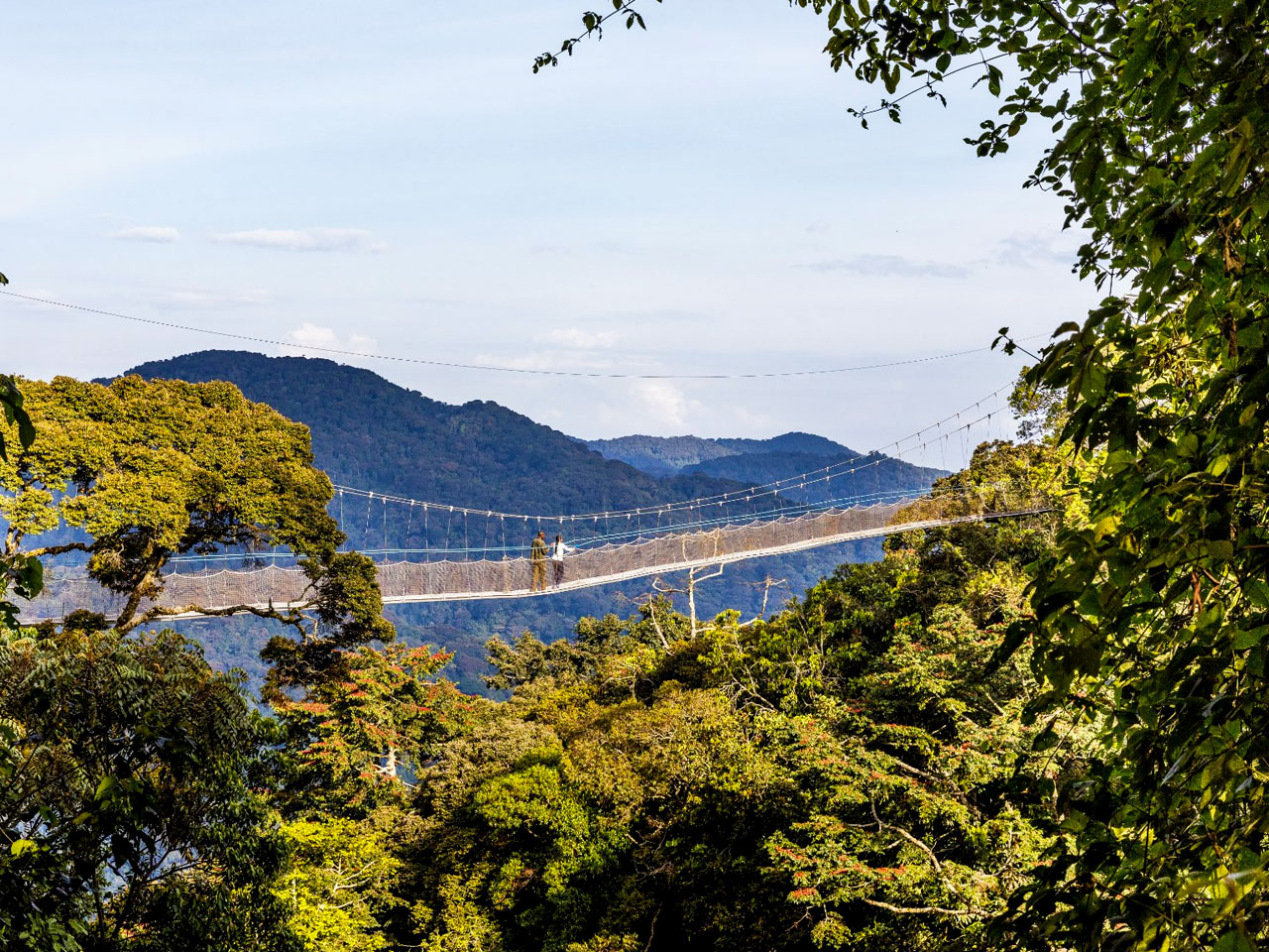 canopy-walk-in-rwanda canopy-walk-in-rwanda
