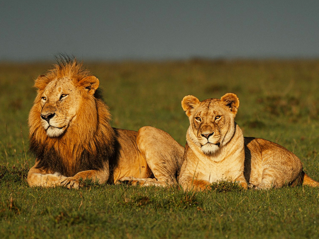 lions-in-tanzania lions-in-tanzania