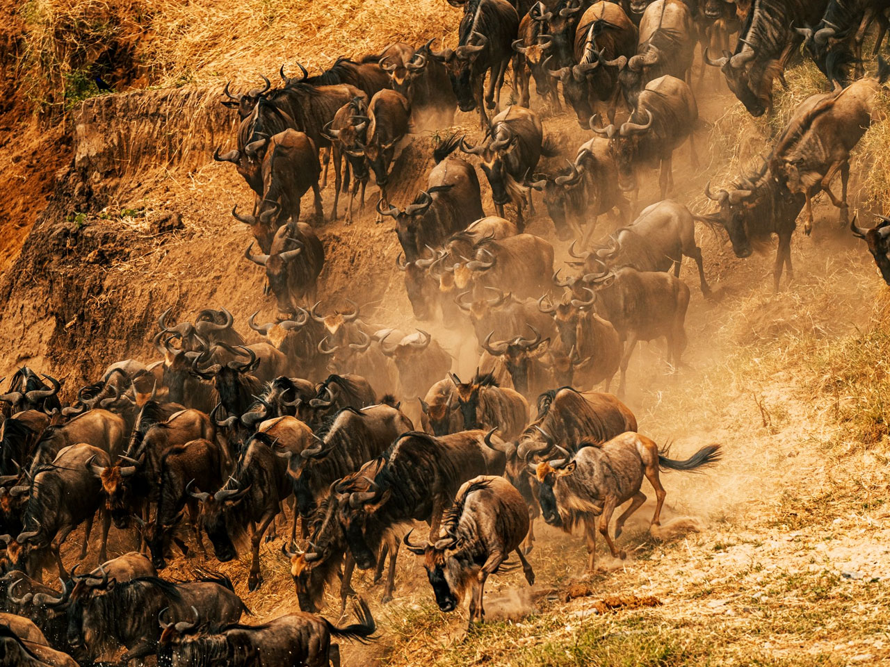 wildebeest-migration-in-kenya wildebeest-migration-in-kenya