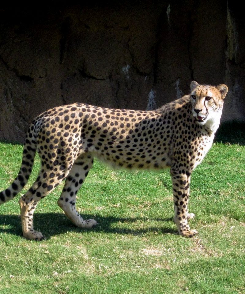 10-days-uganda-big-five-safari-primates-encounter