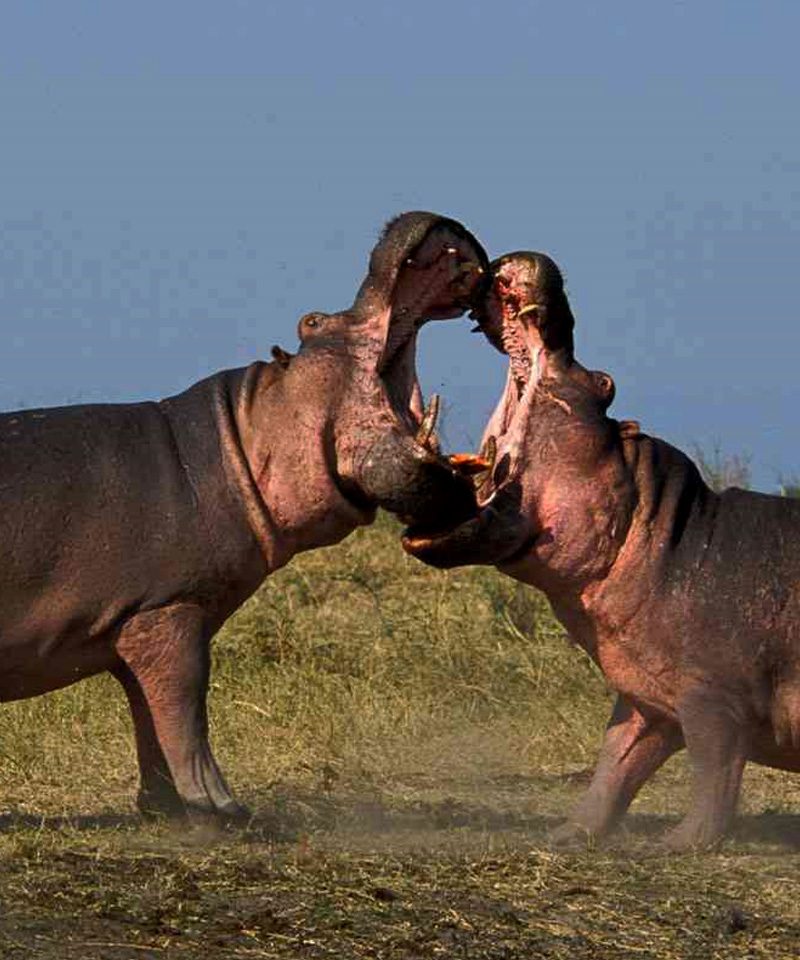 4-days-gorilla-trekking-wildlife-safari