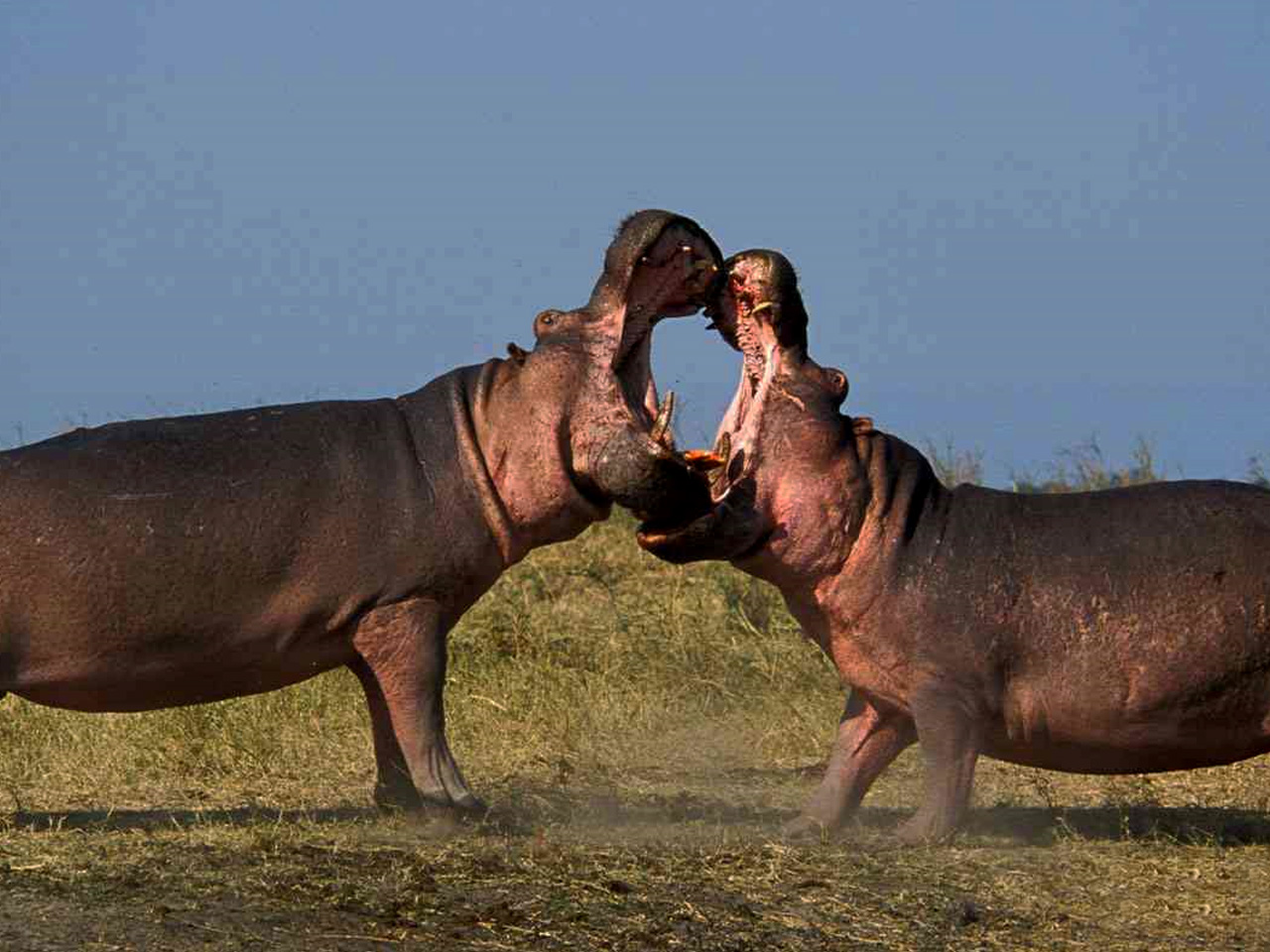 4-days-gorilla-trekking-wildlife-safari