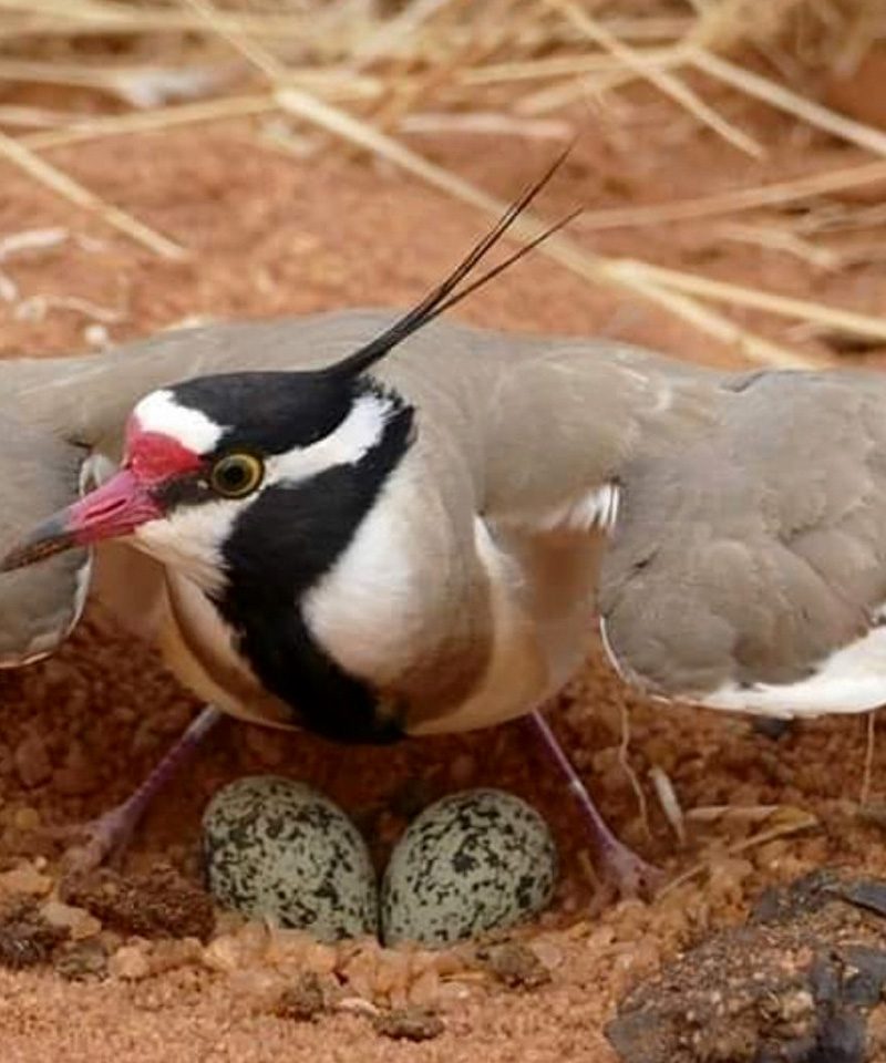 4-days-masai-mara-migration-camping-safari