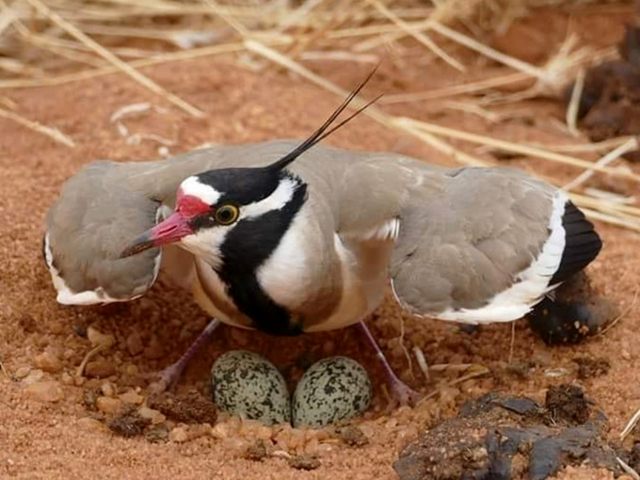 4-days-masai-mara-migration-camping-safari