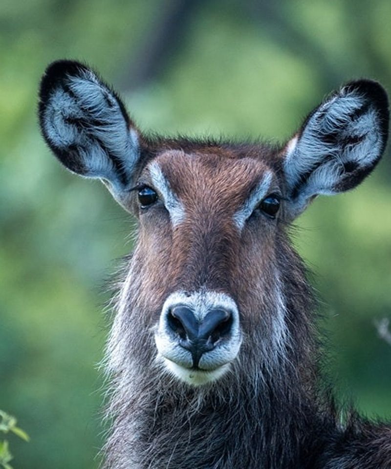 4-days-tanzania-safari