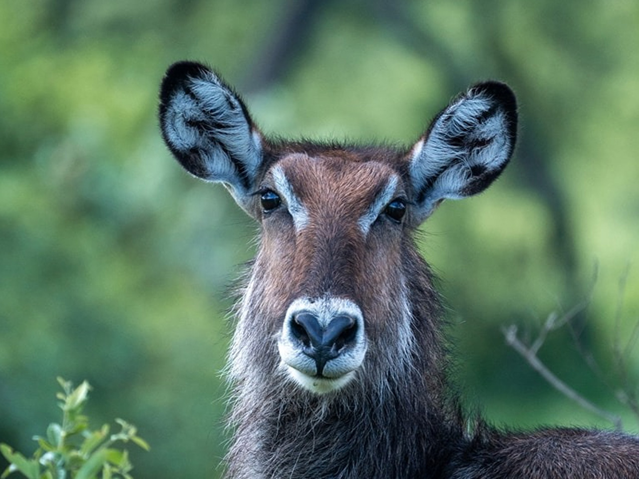 4-days-tanzania-safari