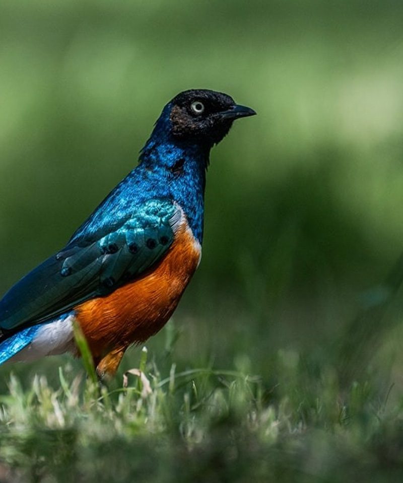 7-days-tanzania-safari