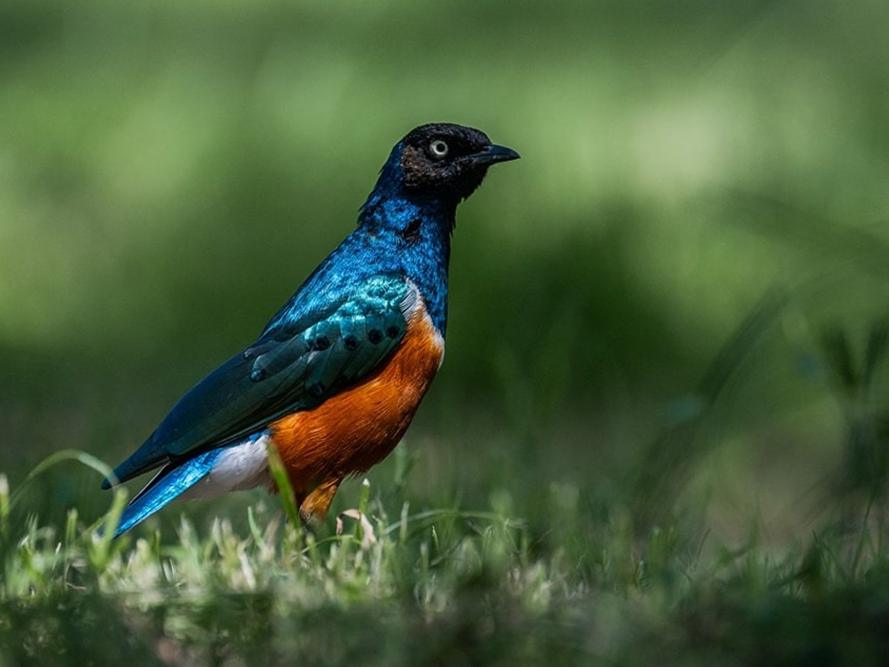 7-days-tanzania-safari