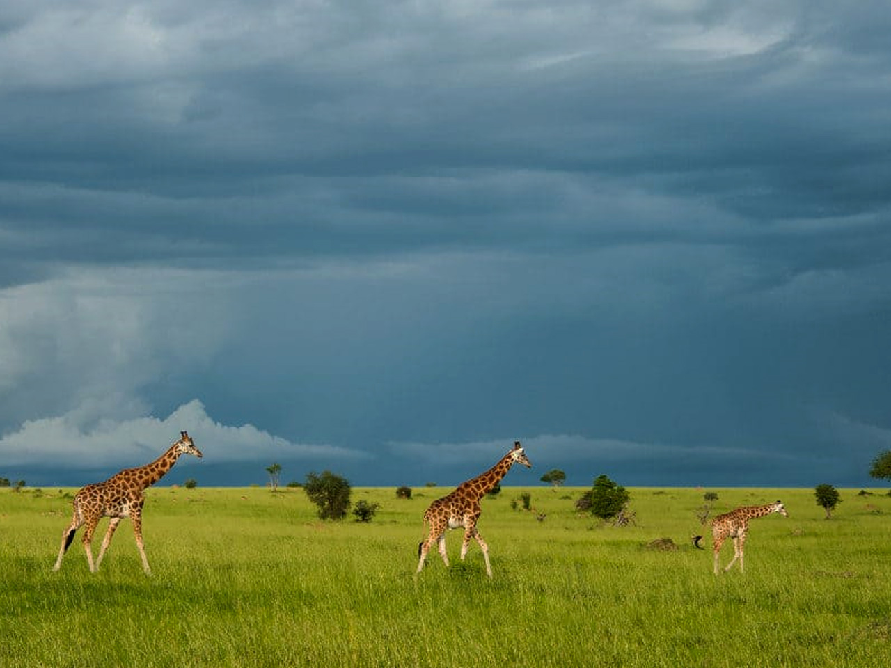 8-days-uganda-safari