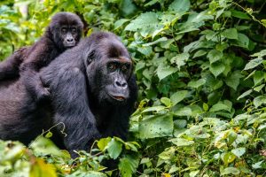 gorilla-trekking Mountain Mgahinga